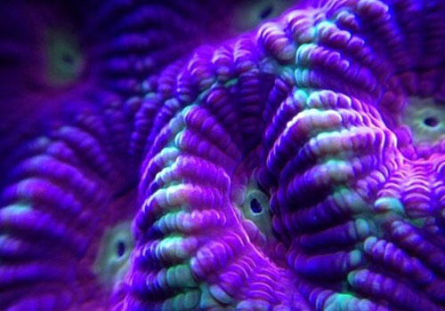 Coral
