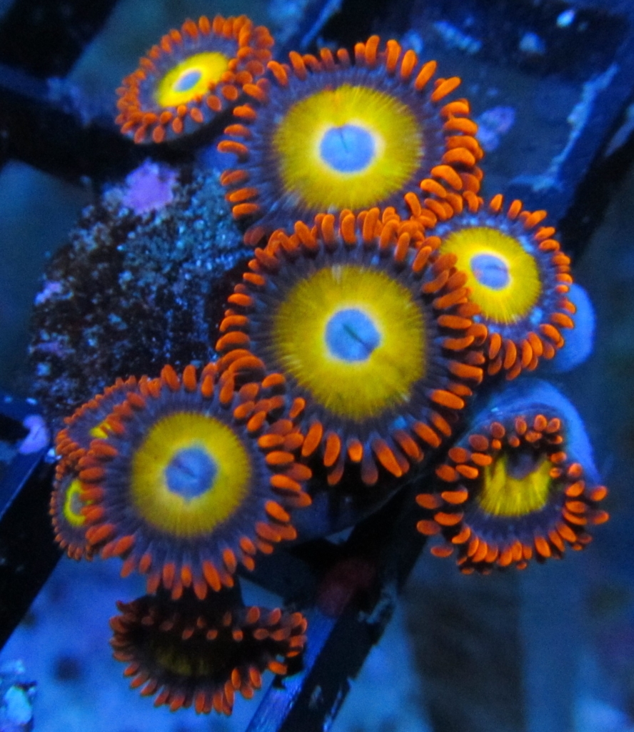 Blue Eyed Blonde Bitch Zen Reef 